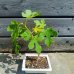 Ficus carica (Figovník jedlý) ´BROWN TURKEY´ - výška 20-30 cm, BONSAJ MISA
